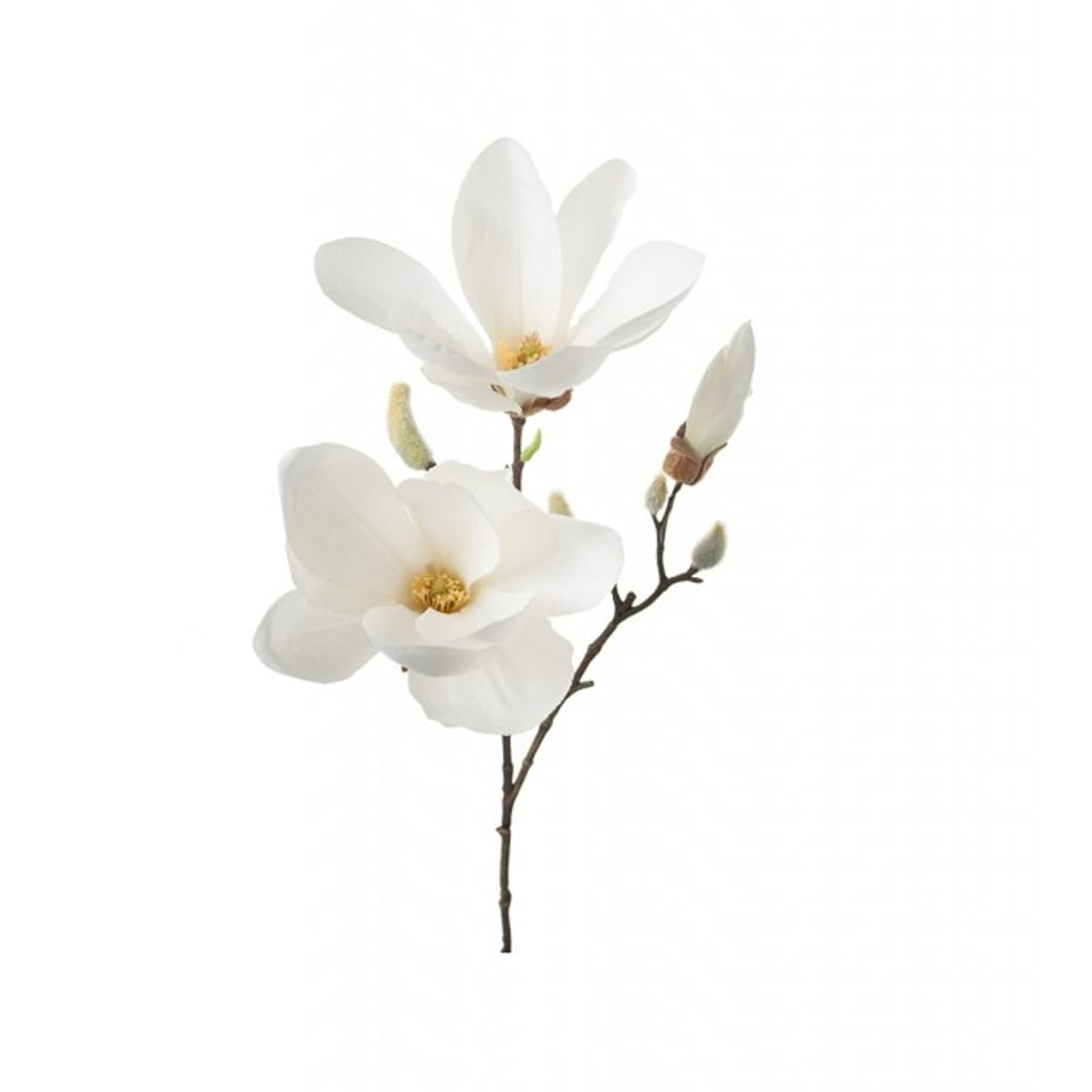 Magnolia 65cm