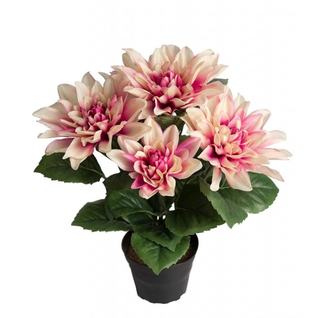 Dahlia 30cm