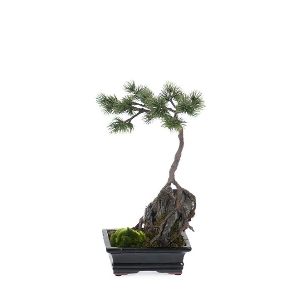 Bonsai 35cm