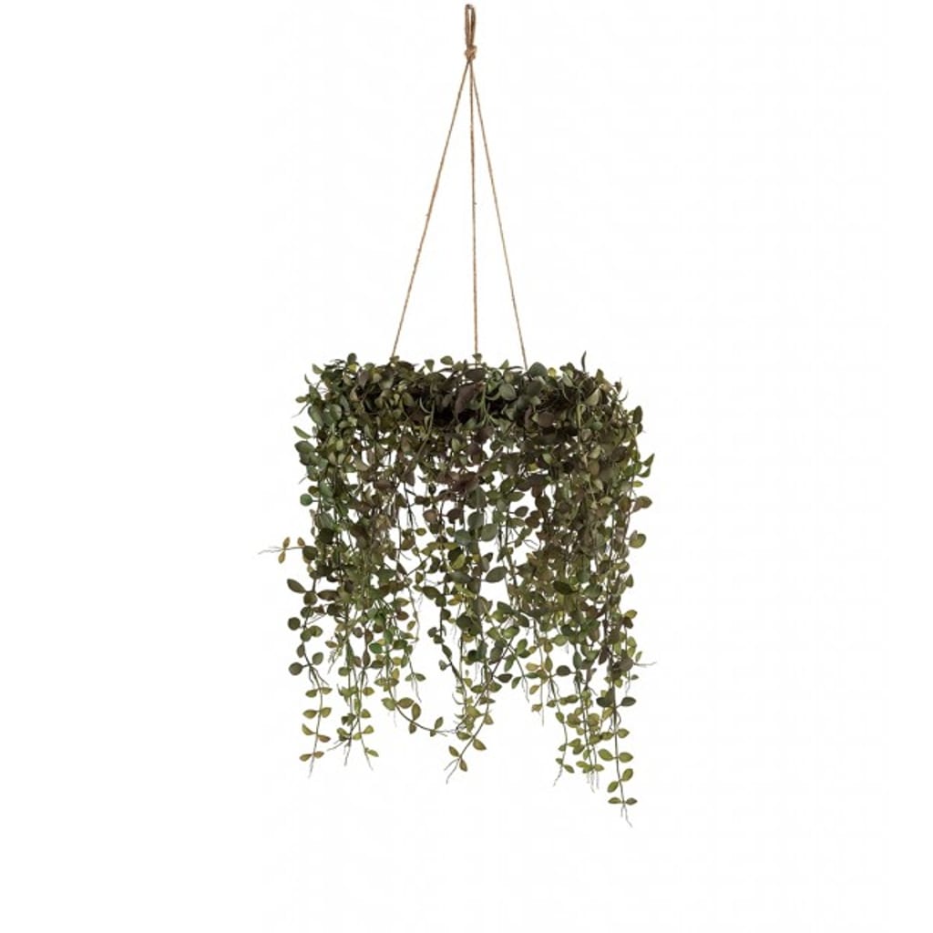 Senecio 45cm