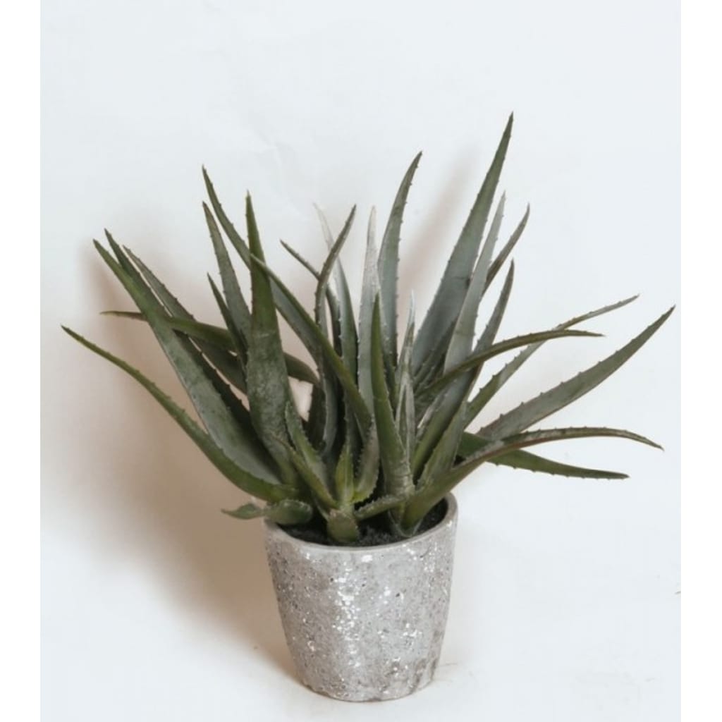 Aloe 45cm