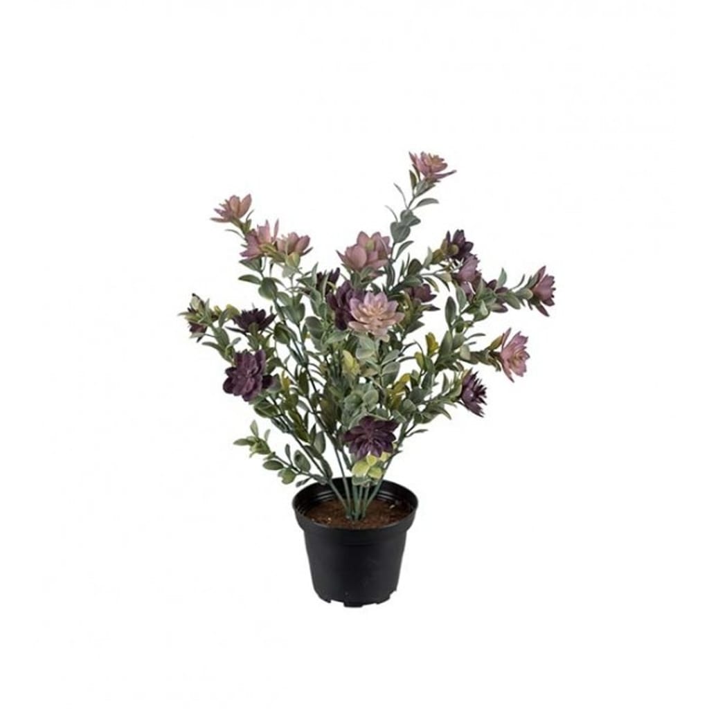 Succulent 30cm