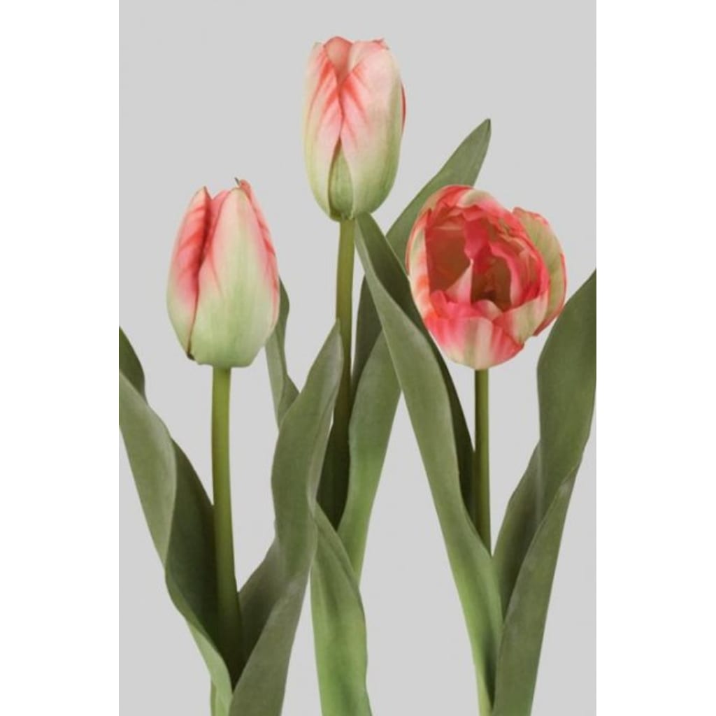 Tulipan Miks