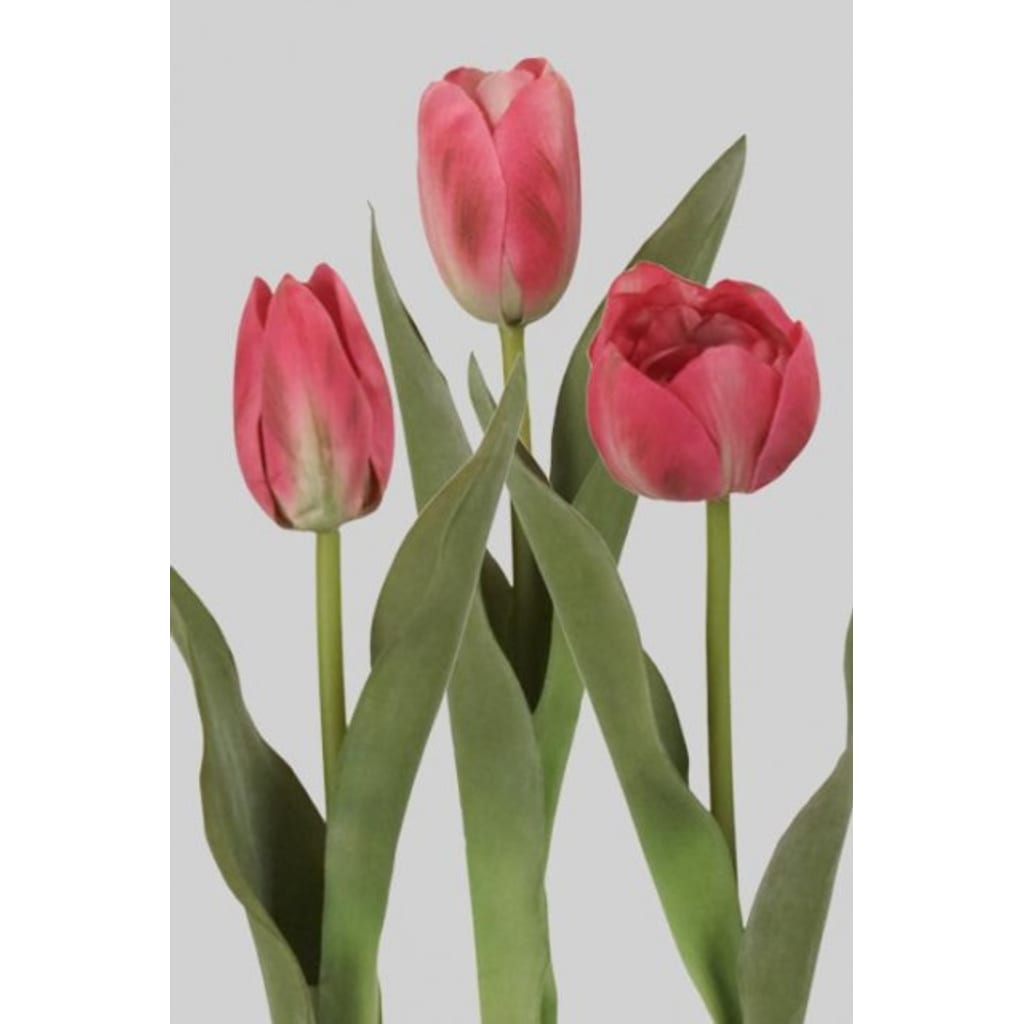 Tulipan Miks