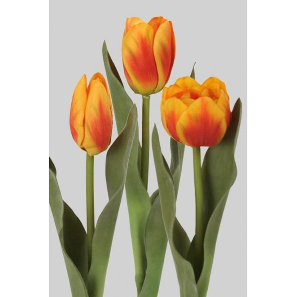 Tulipan Miks