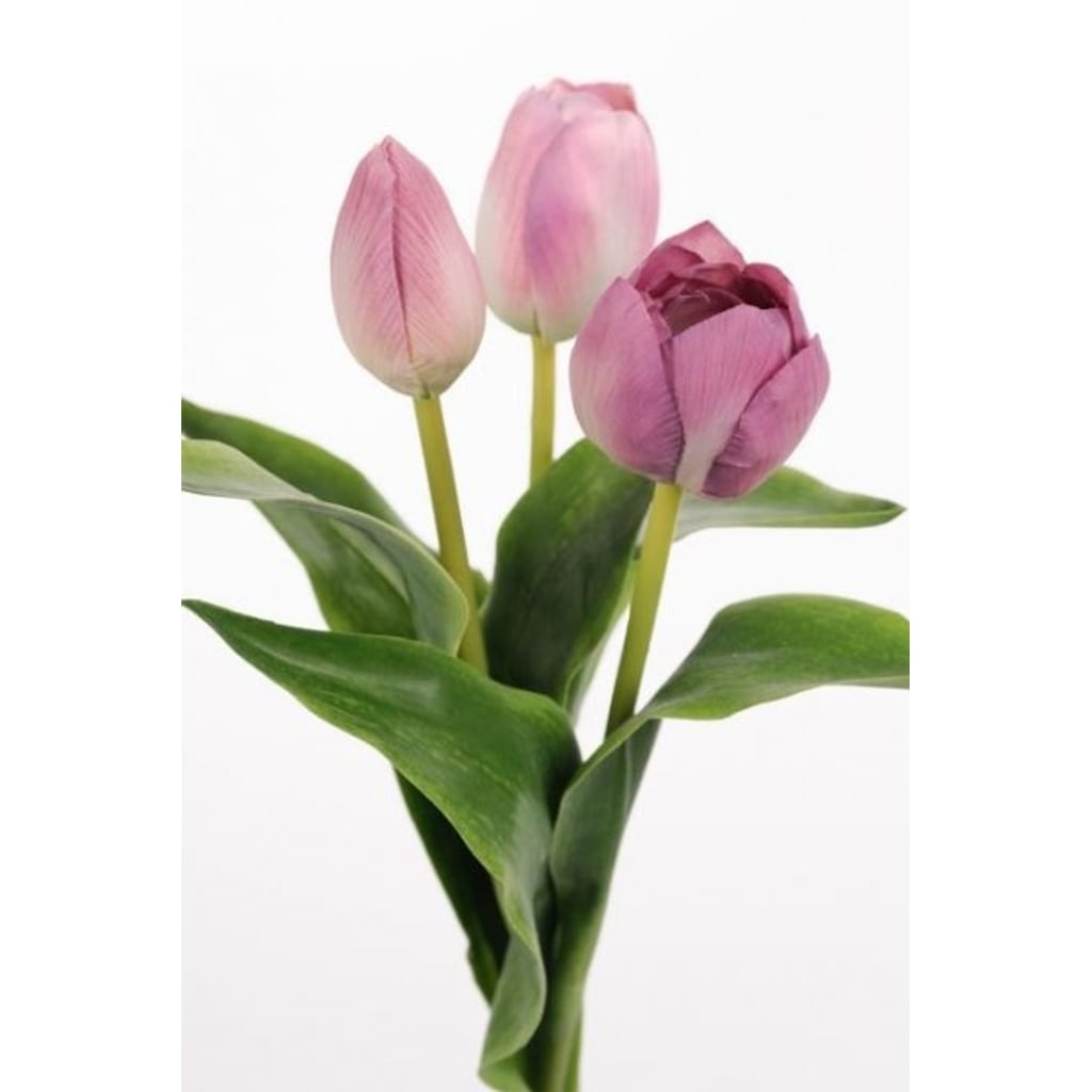 Tulipan Miks Lilla