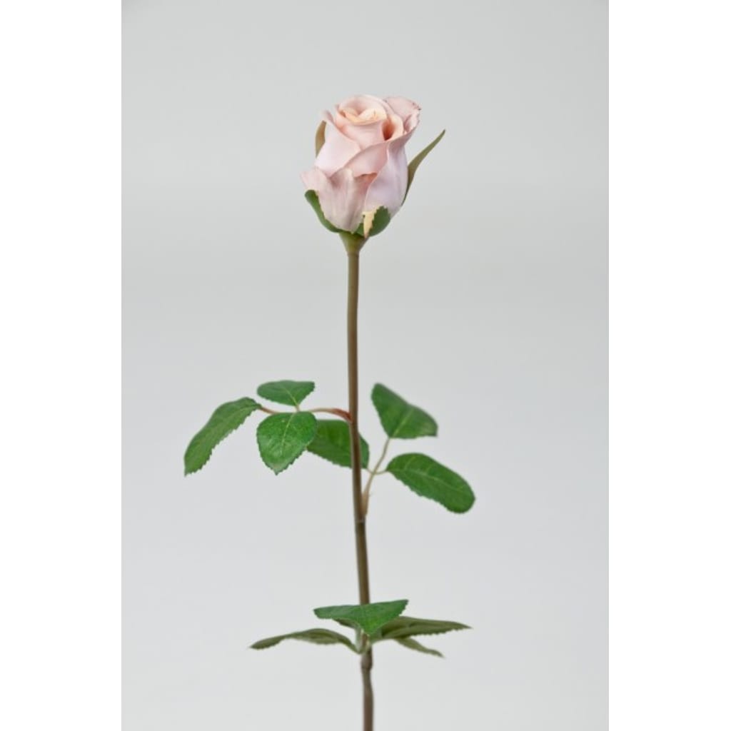 Rose 50cm Lilla