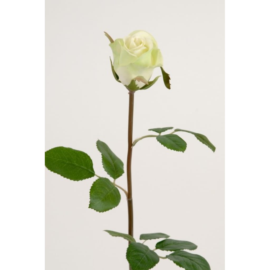 Rose 50cm Grønn