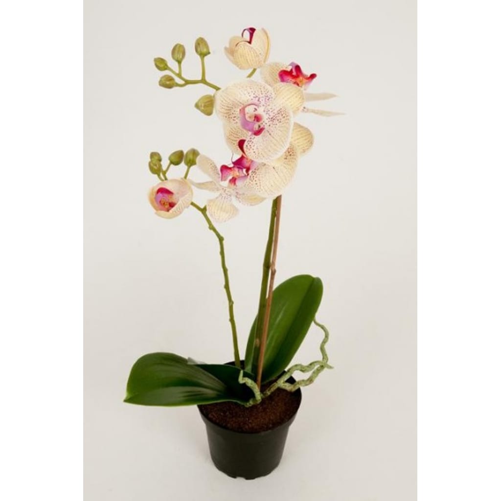 Phalaenopsis Gul 45cm
