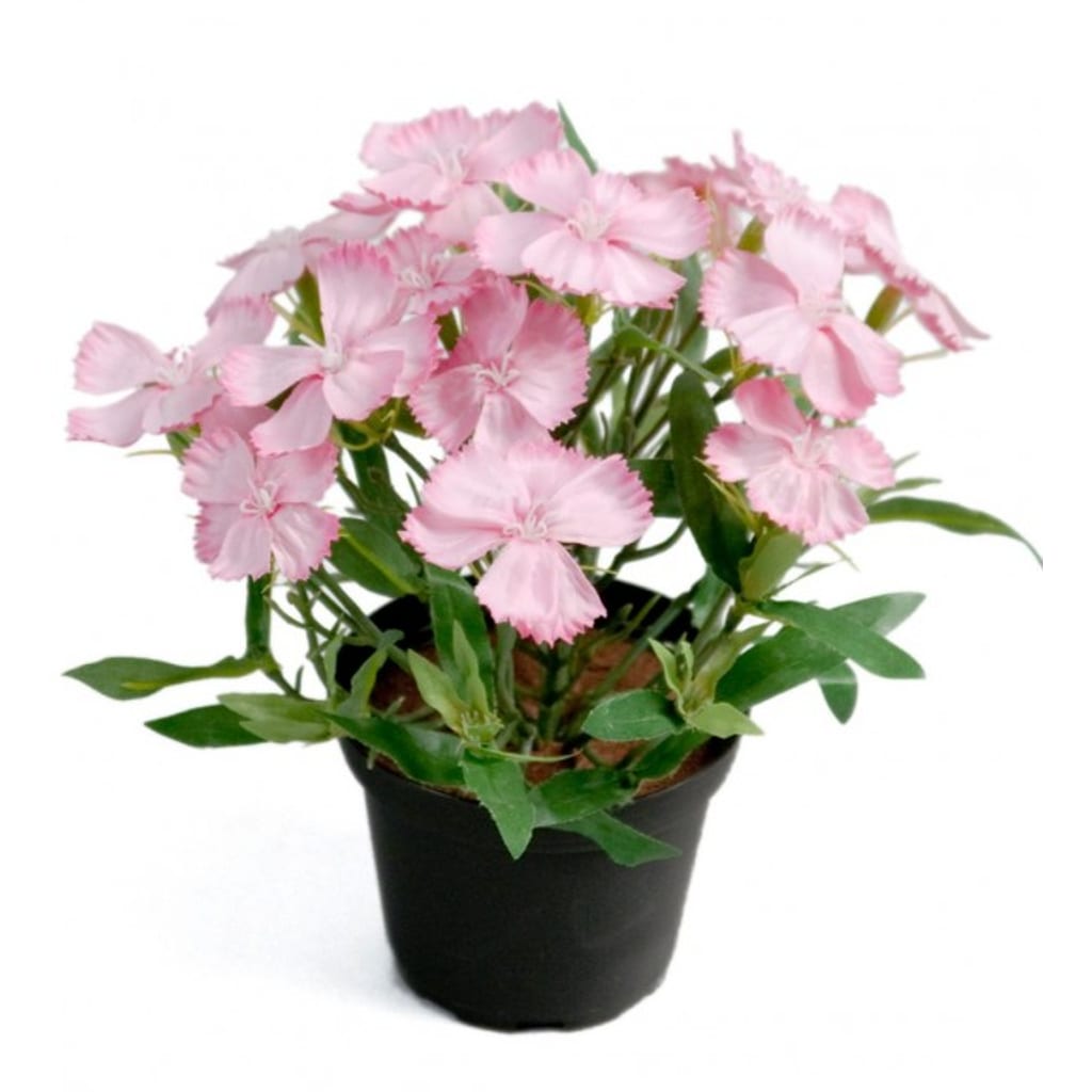 Busknellik 20cm Rosa
