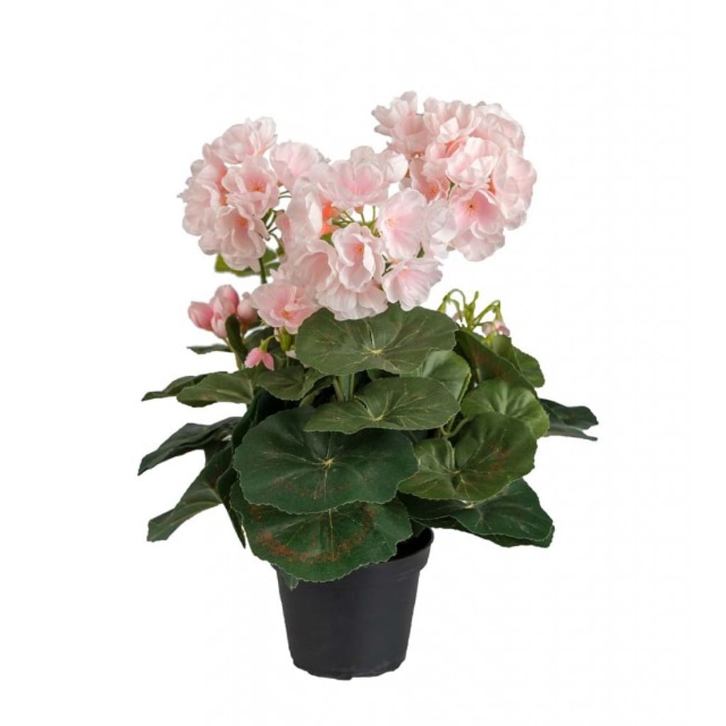 Geranium lys rosa 35cm