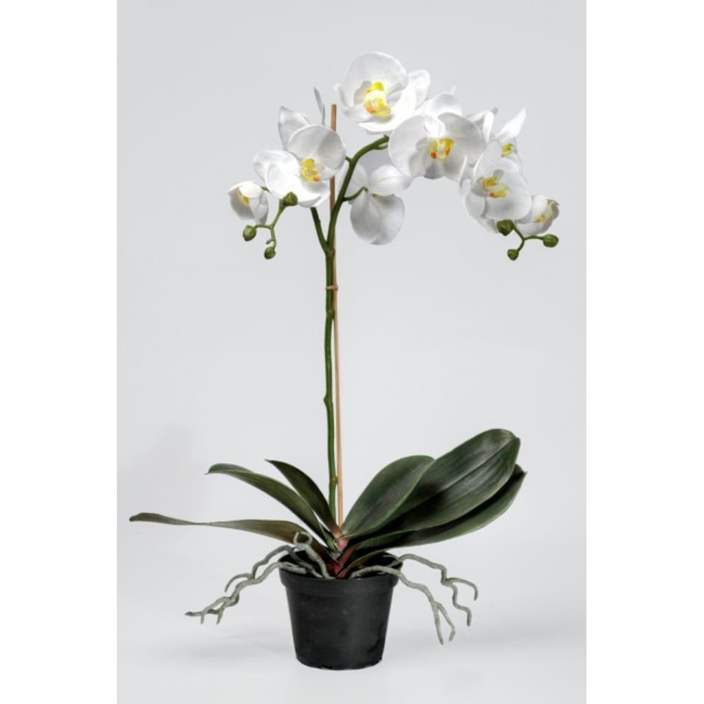 Phalaenopsis 60cm Hvit