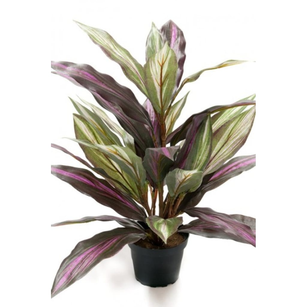 Draecena 40cm