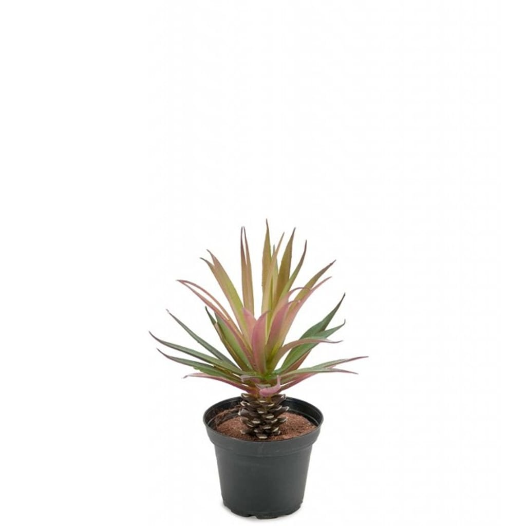 Marginata 20 cm