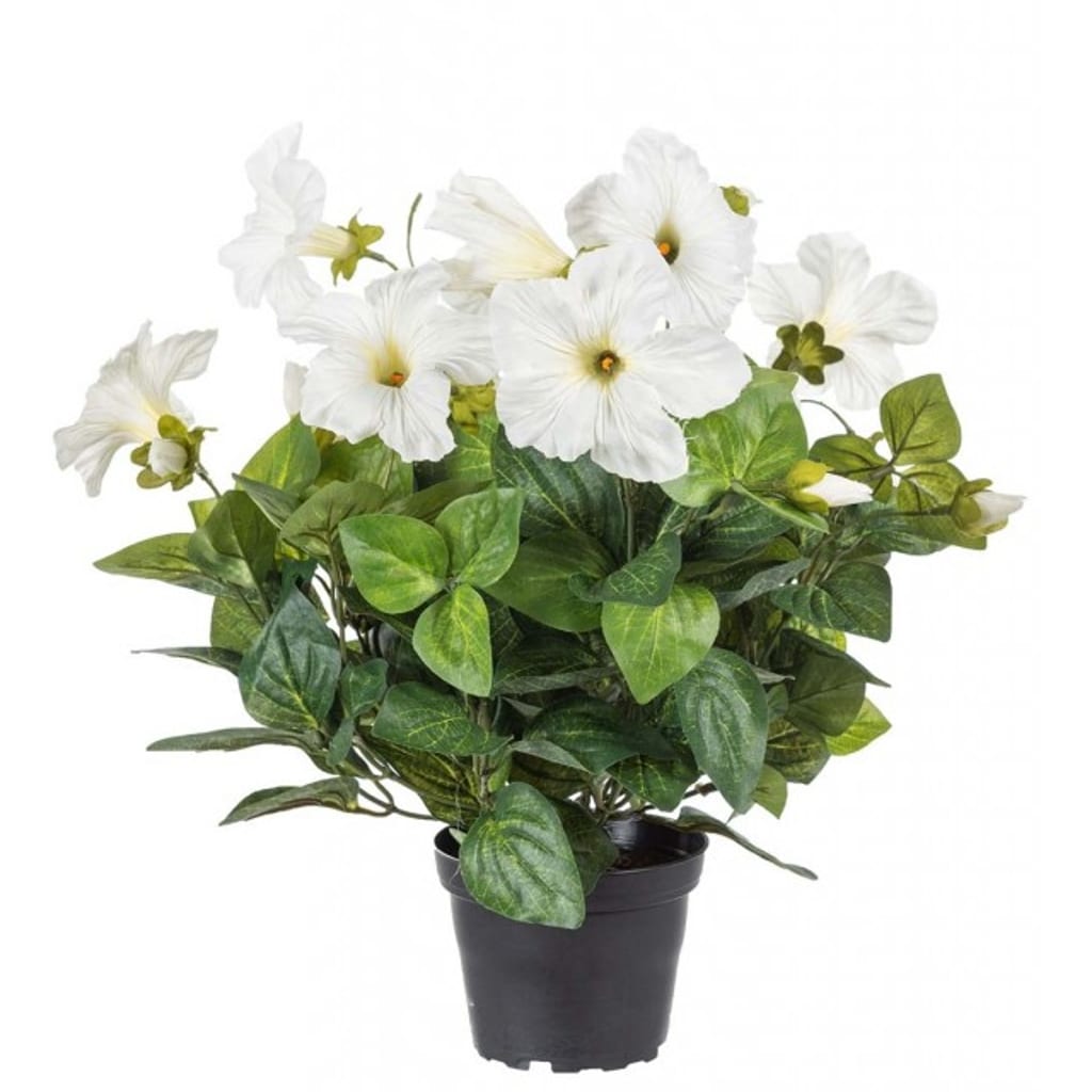 Petunia Hvit