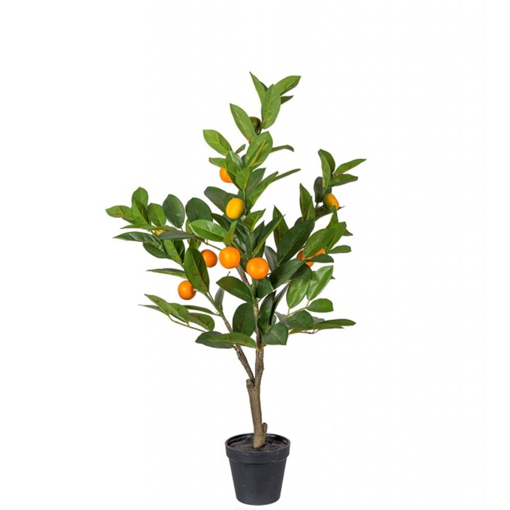 Sitrustre 70cm