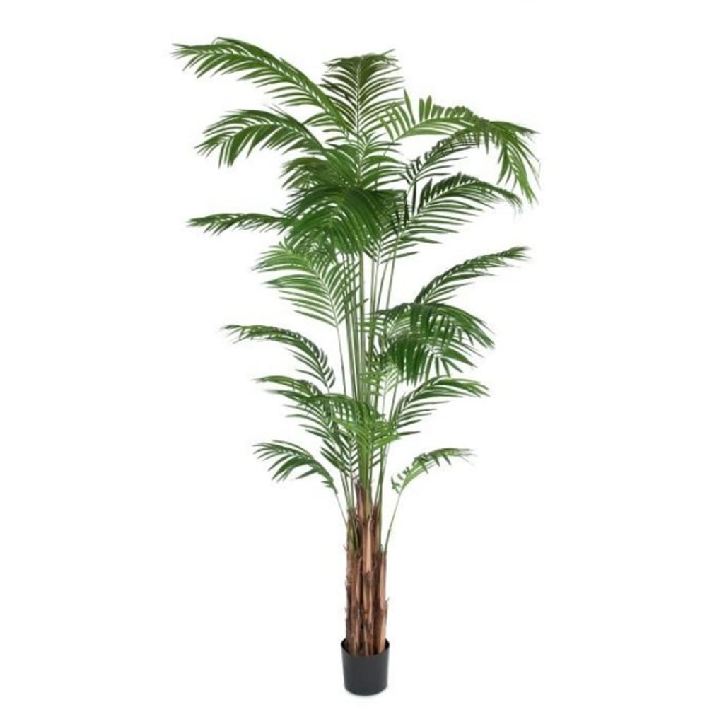Areca Palme 270cm