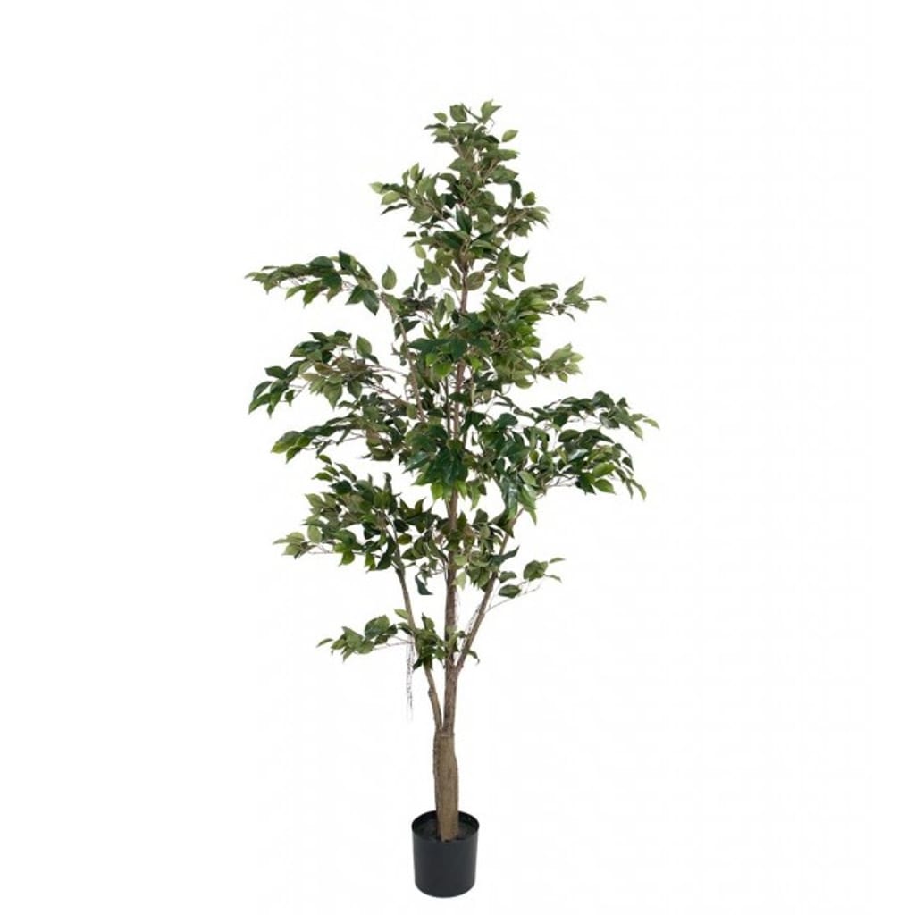 Fikus Benjamin 210 cm