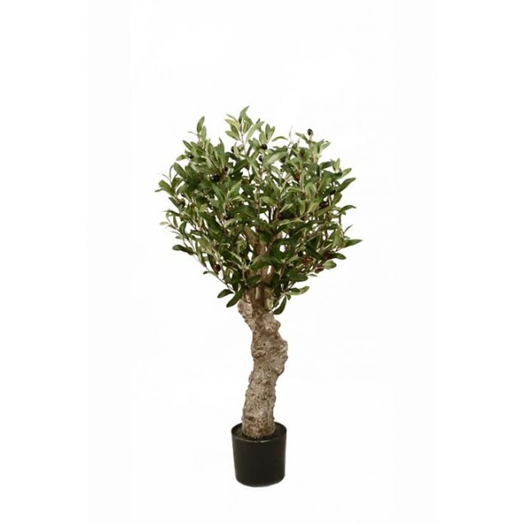 Oliventre 80cm