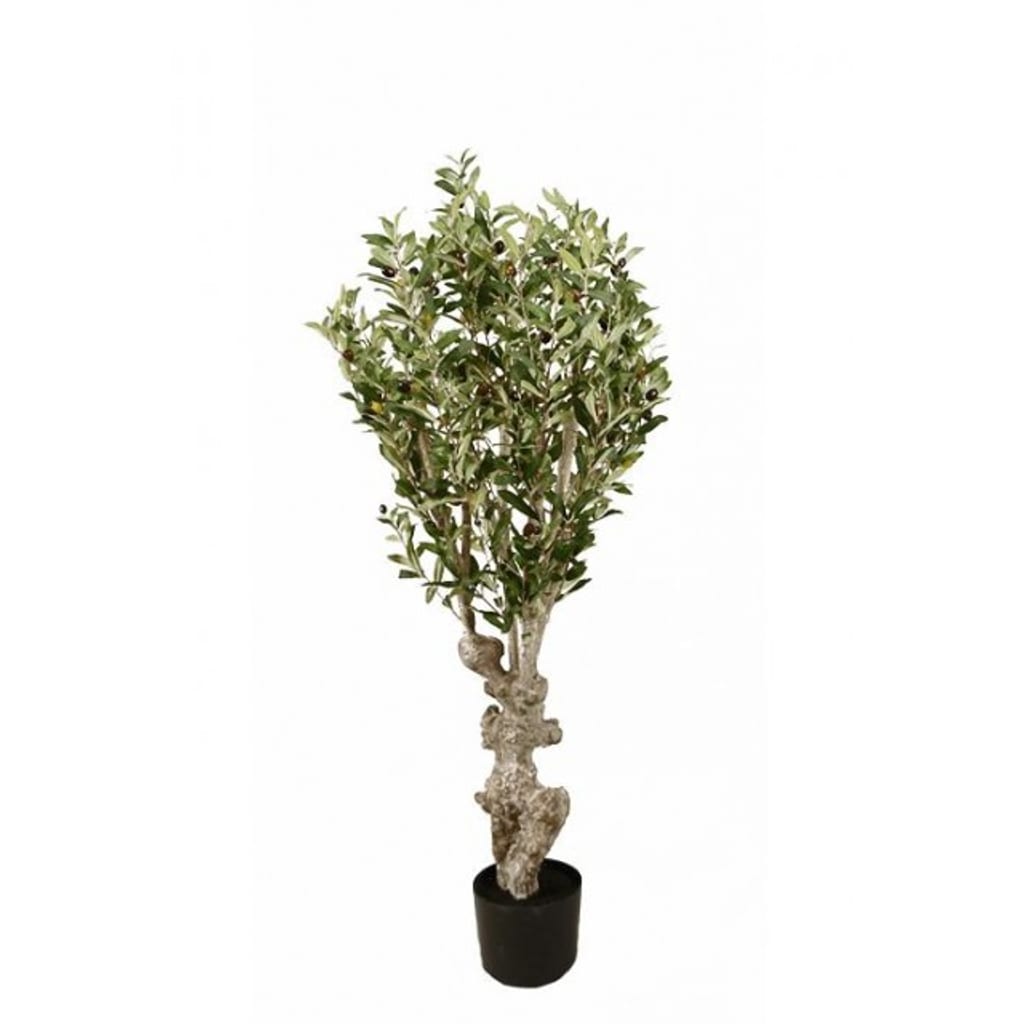 Oliventre 120cm