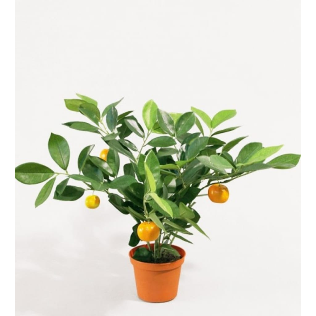 Sitrusbusk 32cm