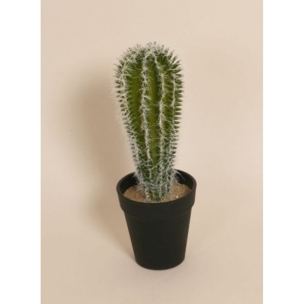 Kaktus 28cm