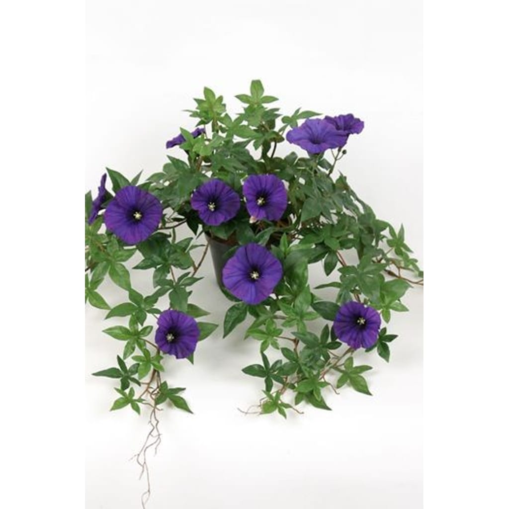 Blomst for dagen