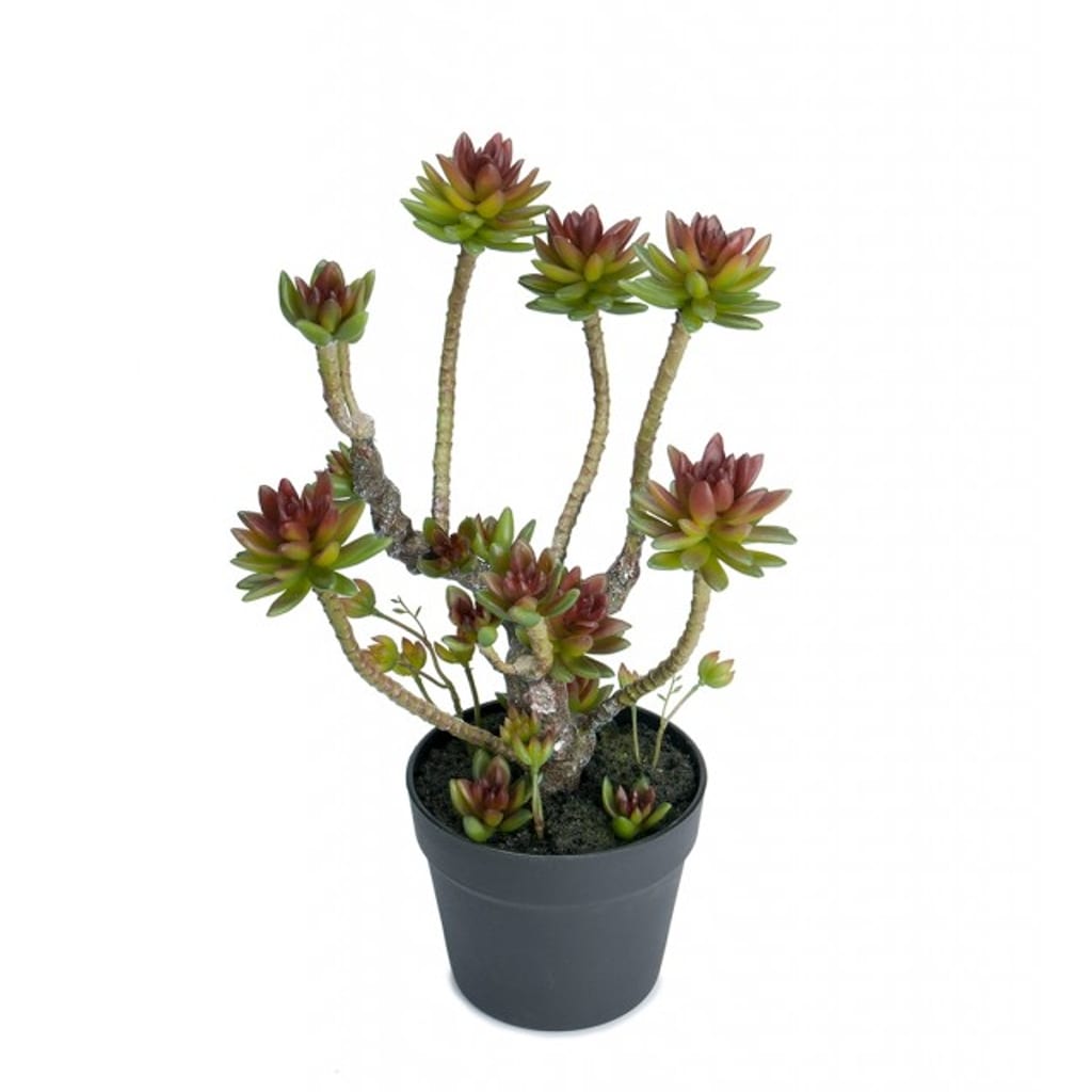 Echeveria 40 cm