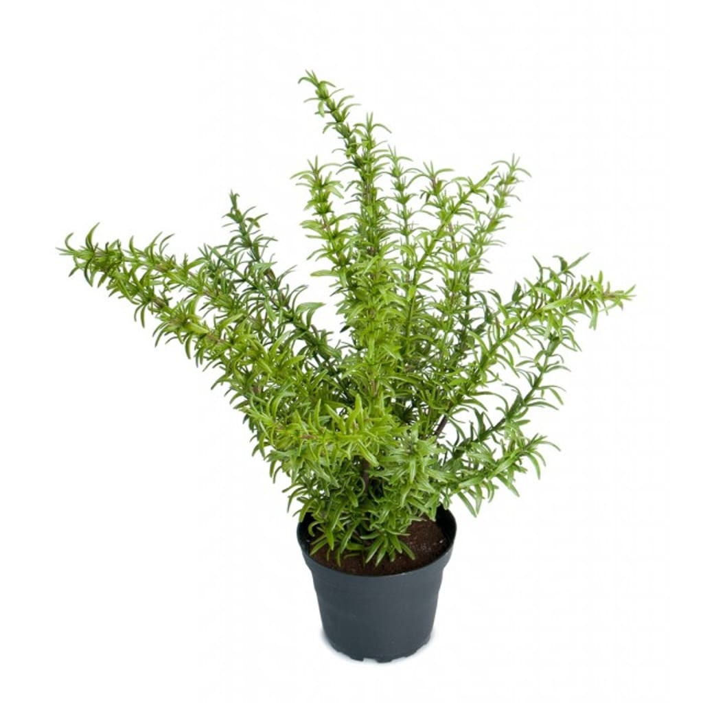 Rosmarin 35cm