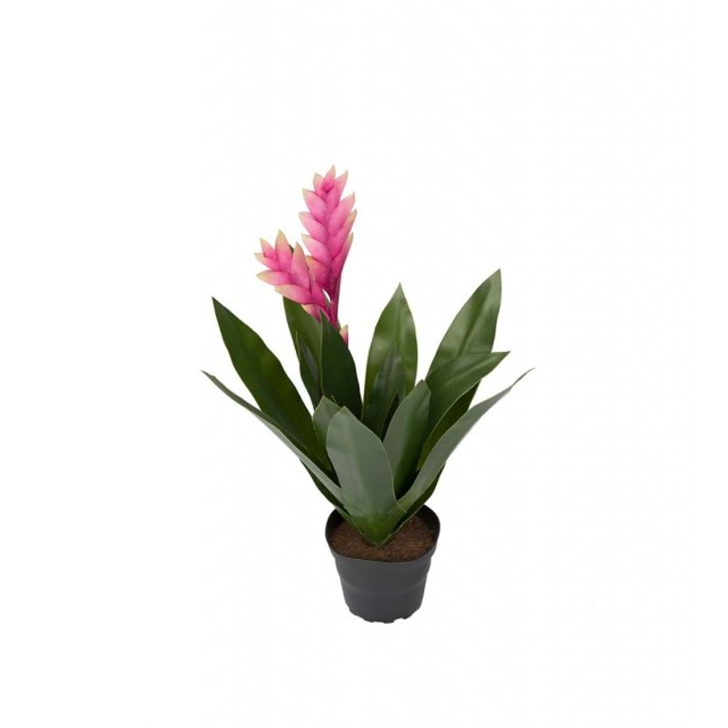Bromelia 40 cm