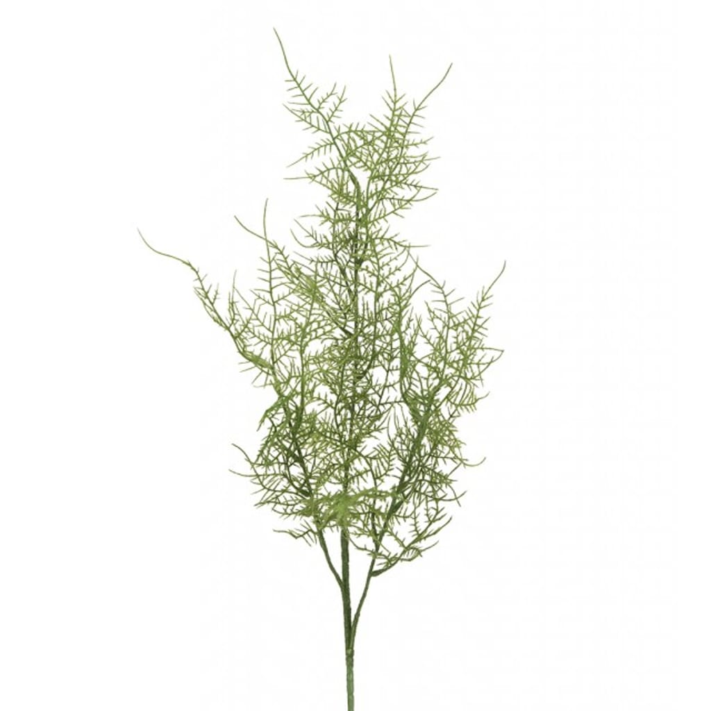 Slørasparges 70cm
