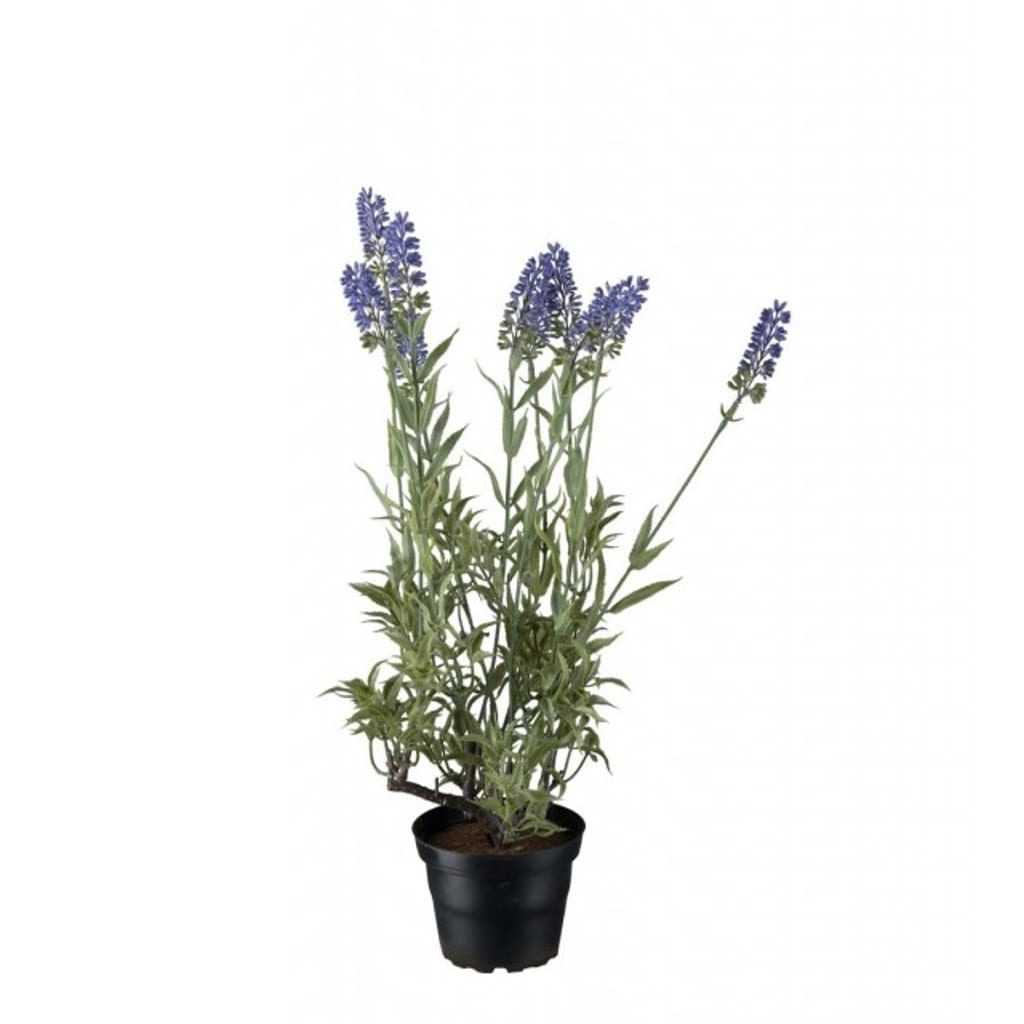 Lavendel 45cm