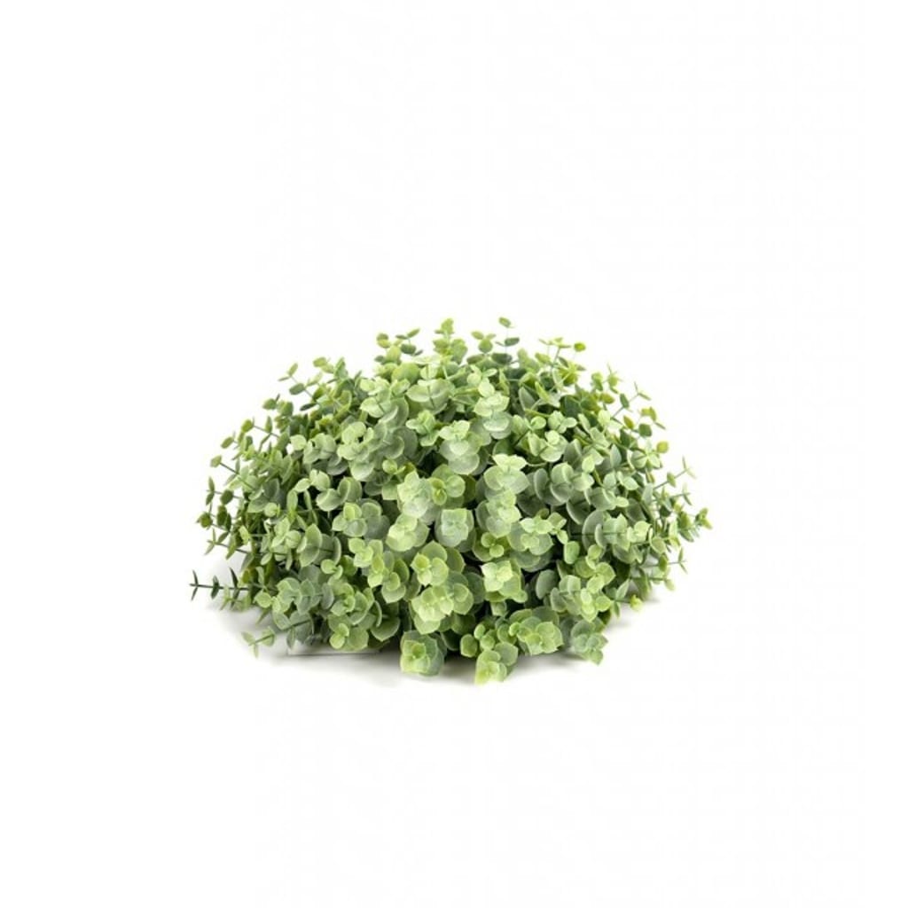 Eucalyptus 30 cm