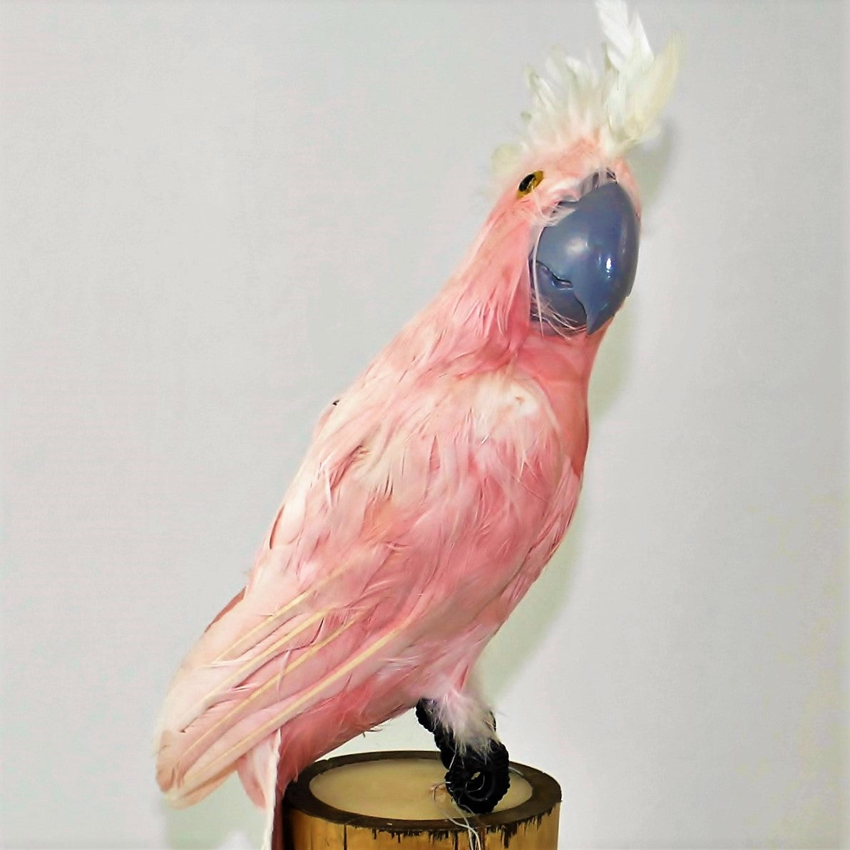 Eksotisk Kakadue Papegøye 35 cm - Realistisk Temadekor med Ekte Fjær