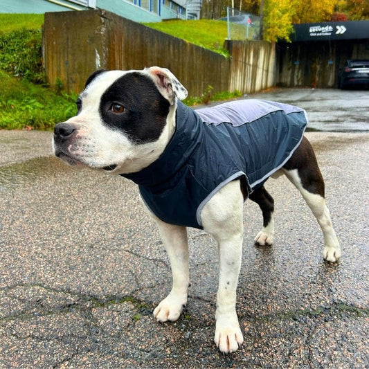 Vannavstøtende hundejakke, XS–3XL – flere farger