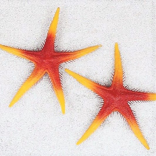 Maritime Sjøstjerner i Plast 25 cm - 2 stk Dekorative Sjøstjerner