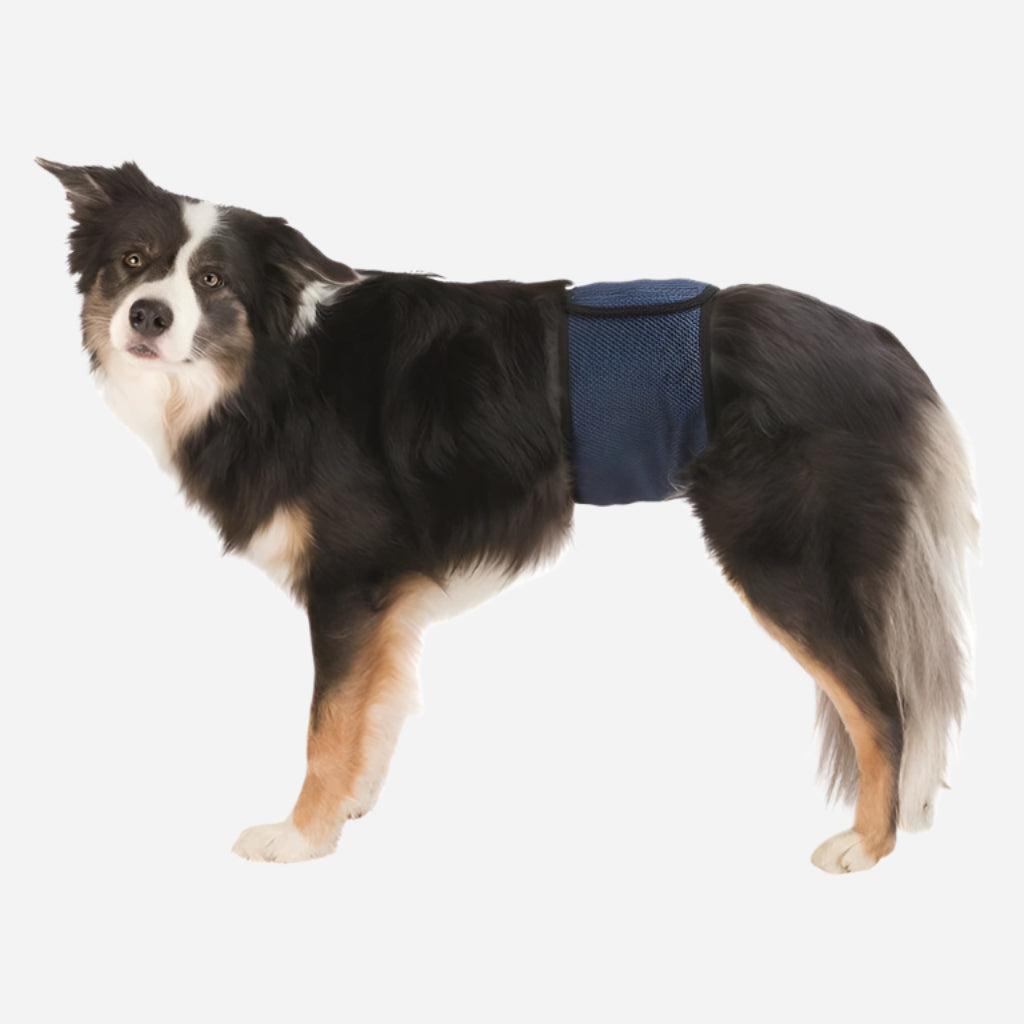 Trixie Magebelte for Hannhund - Bleie med 3 Absorberende Innlegg