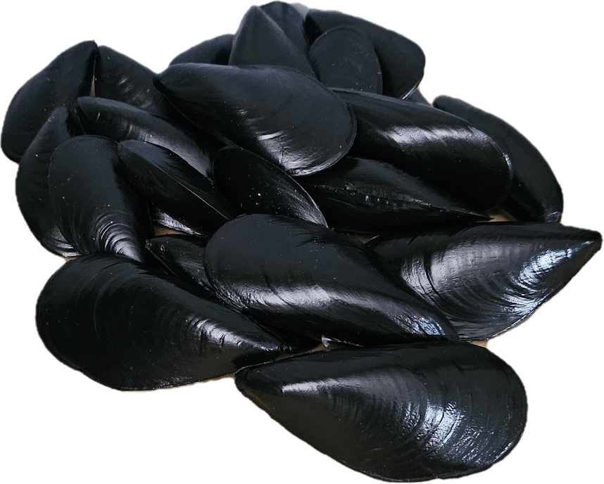 Kunstige Blåskjell 20 stk - Realistiske Havskjell til Dekorasjon