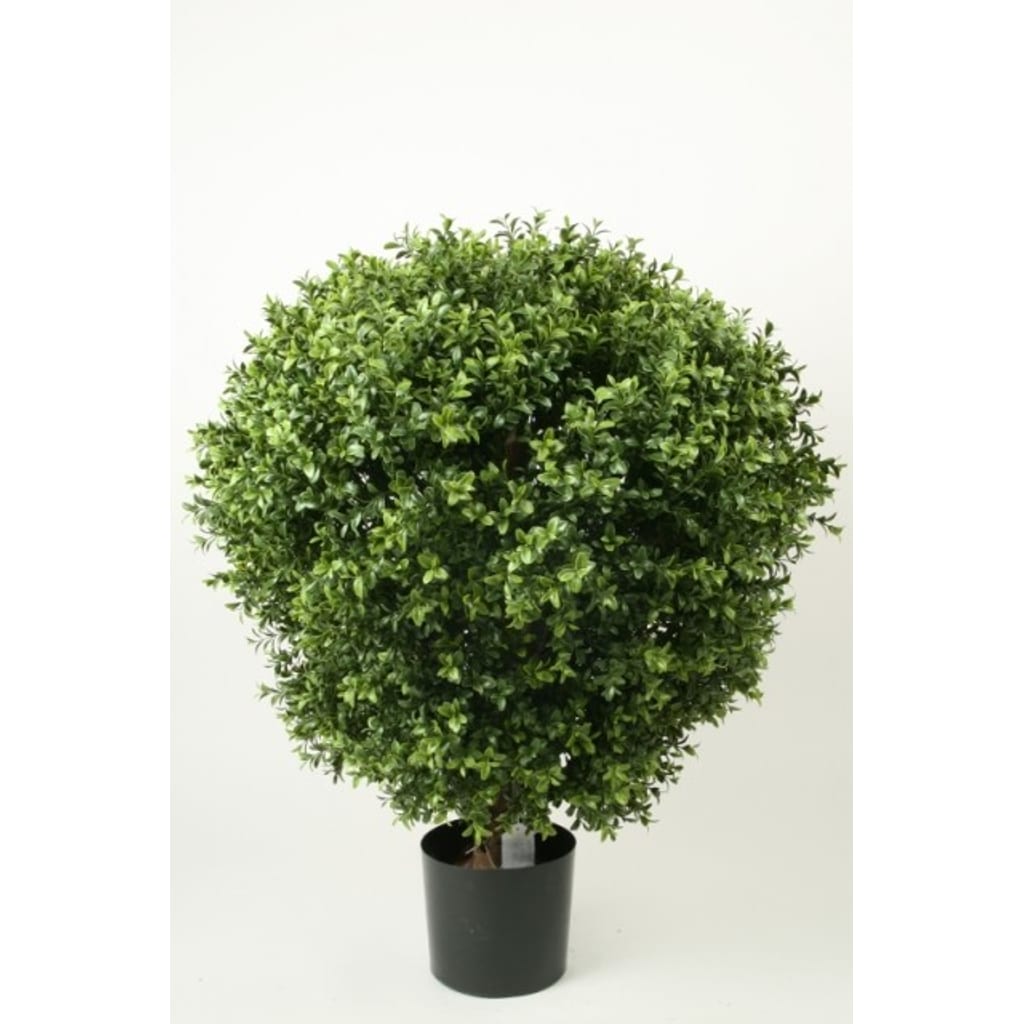 Boxwood på stamme 70cm