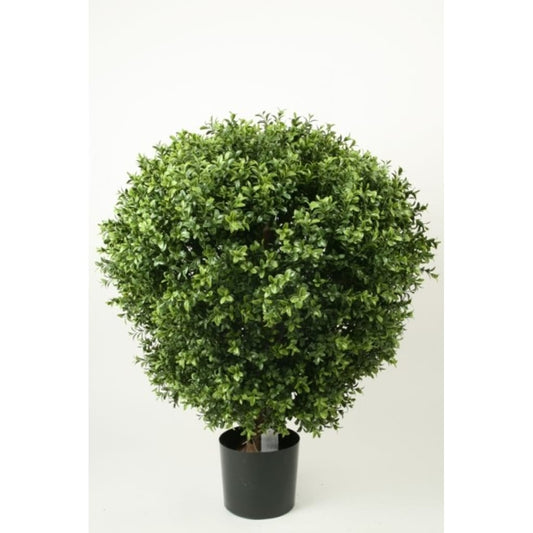 Boxwood på stamme 70cm