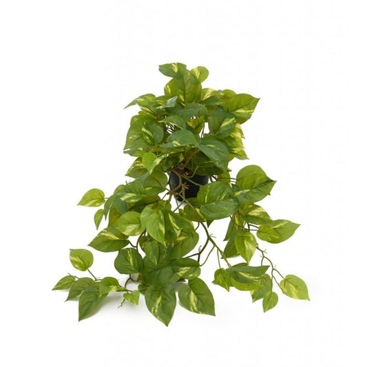 Gullranke 55cm