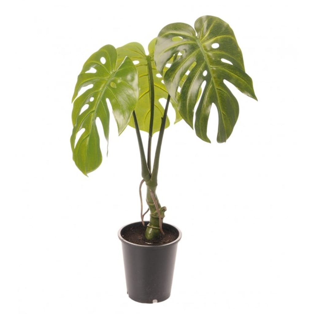Monstera 60 cm