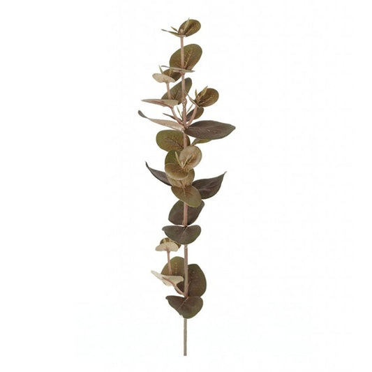 Eukalyptus 40cm