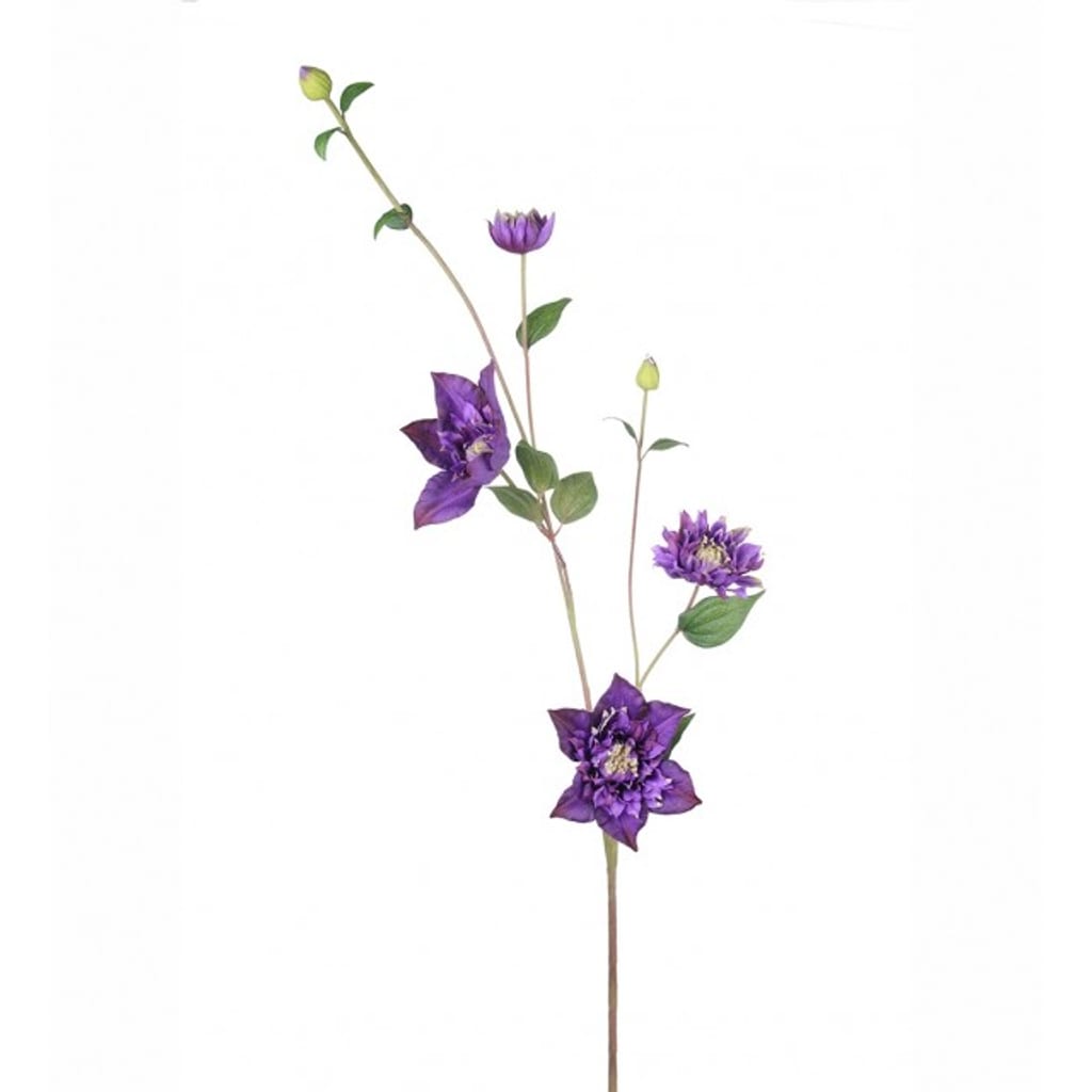Clematis 110cm