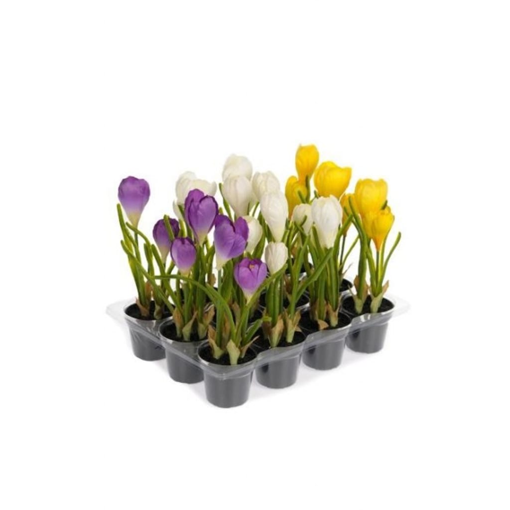 Krokus Hvit 20cm