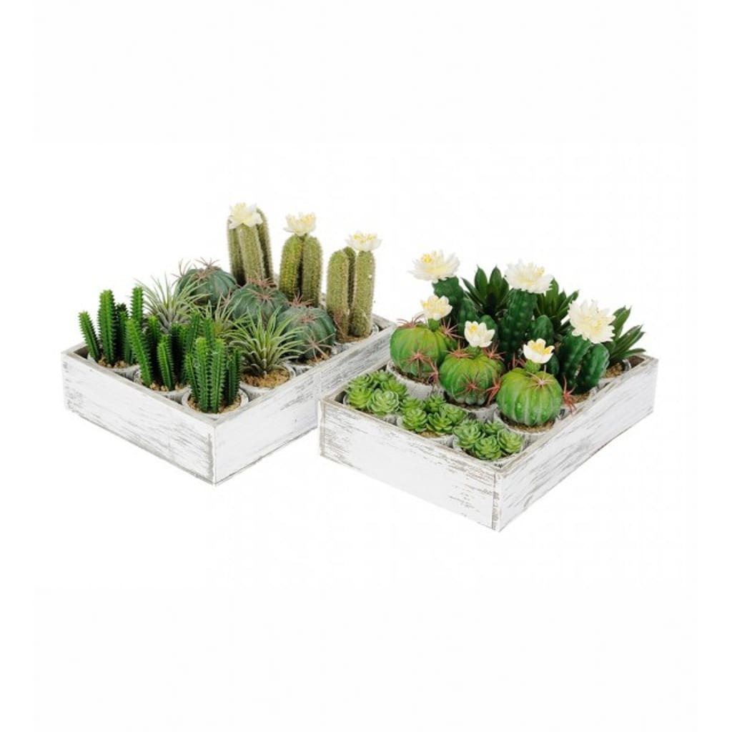 Assorterte Kaktus 5-11cm - 24 stk