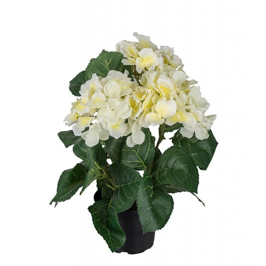 Hortensia 30cm Hvit/gul