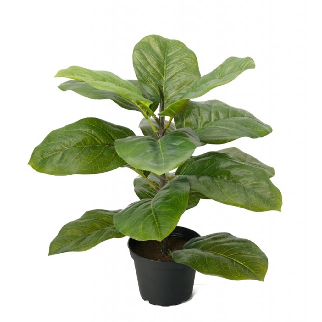 Fiolfikus 40cm