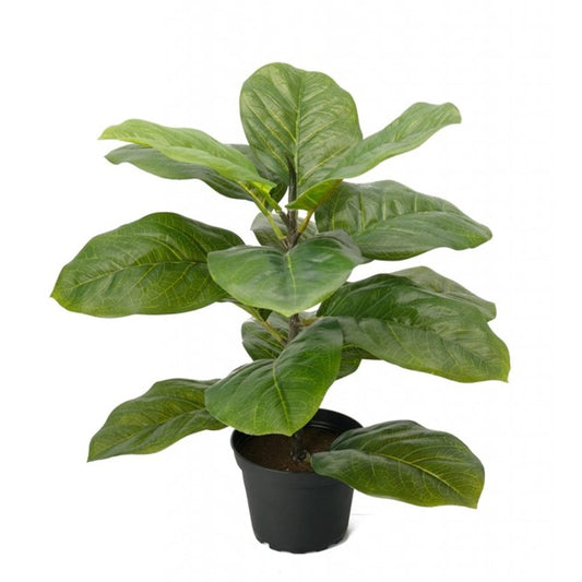 Fiolfikus 40cm