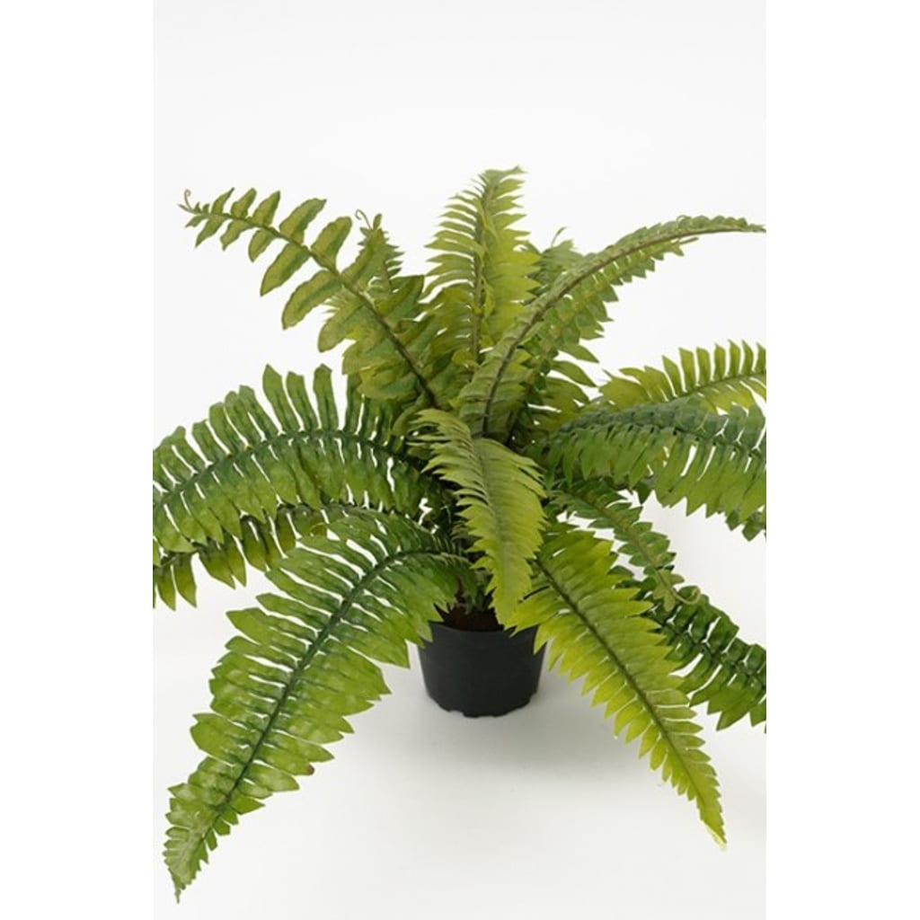 Ormegress 60cm